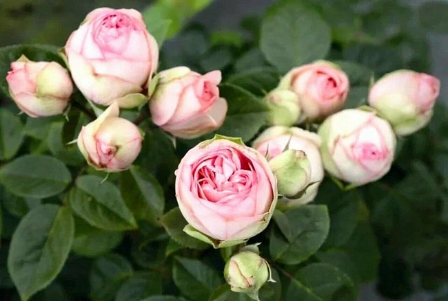 Роза английская Хеппи Пиано